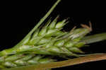 Asian shortstem sedge